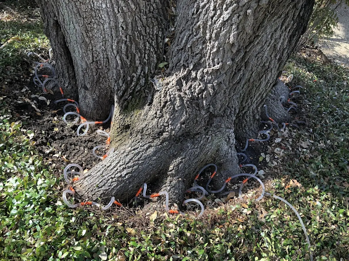 Detailed Tree Cabling and Bracing job site in Delaplane