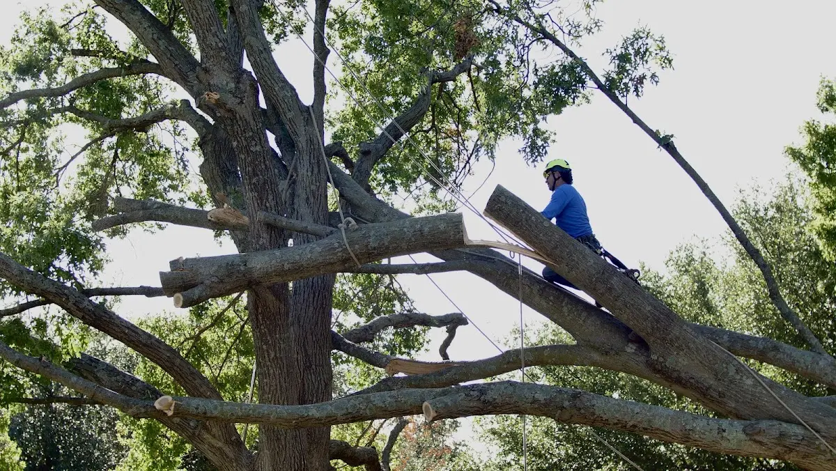 Professional Hazardous Tree Removal performed by certified arborists in Delaplane
